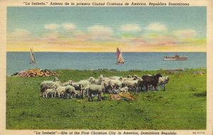dominican republic, LA ISABELA, First Christian City in America, Sheep (1950s)