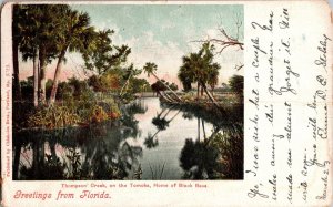 Greetings from Florida, Thompson Creek on the Tomoka UDB c1905 Vtg Postcard M63