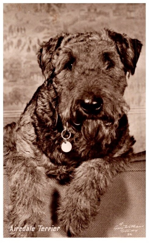 Dog ,  Airedale Terrier , artist signed