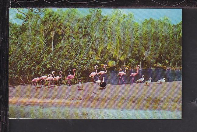 Flamingos,Caribbean Gardens,Naples,FL Postcard 