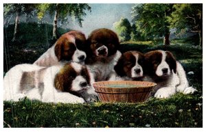 Dog , Saint Bernard Puppies