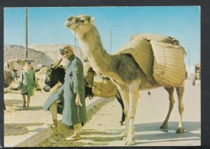 Animals Postcard - Camels - A Camel Driver, South Tunisia     RR3997