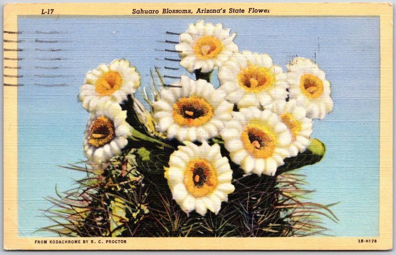 1946 Sahuaro Blossoms Arizona's State Flower Carnegiea Gigantia Posted Postcard