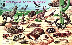 Vintage Postcard Wildlife Of The Southwestern Desert Different Animals Chart