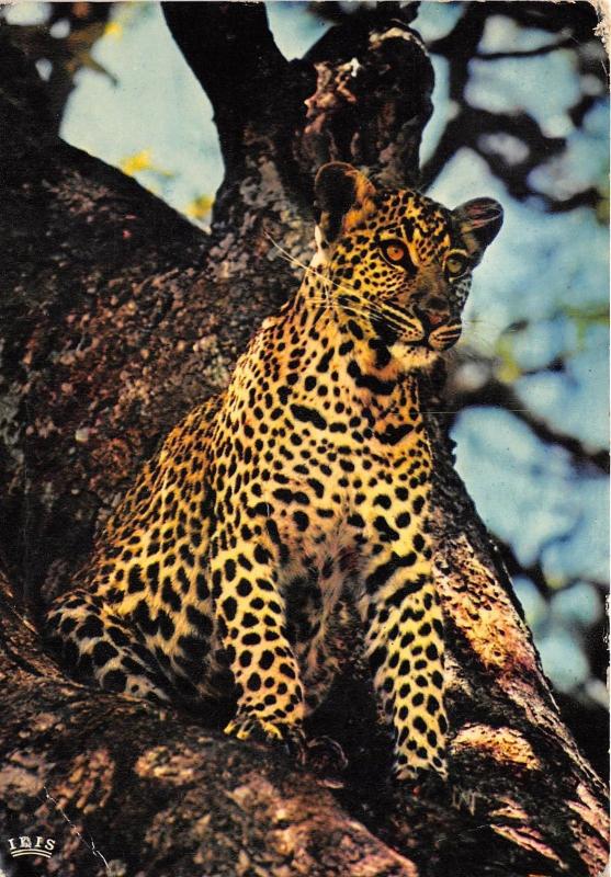 BG20835 african fauna leopard tchad animal animaux