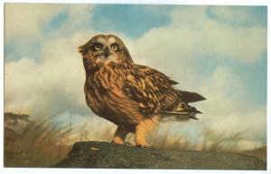 Short-eared Owl, 1975 used Postcard