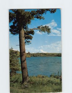 Postcard Norway Pine Vacationland Scene Greetings From Marshfield Wisconsin USA