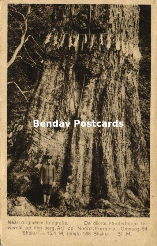 formosa taiwan, Ari Mountain, World's Biggest Camphor Tree (1927)