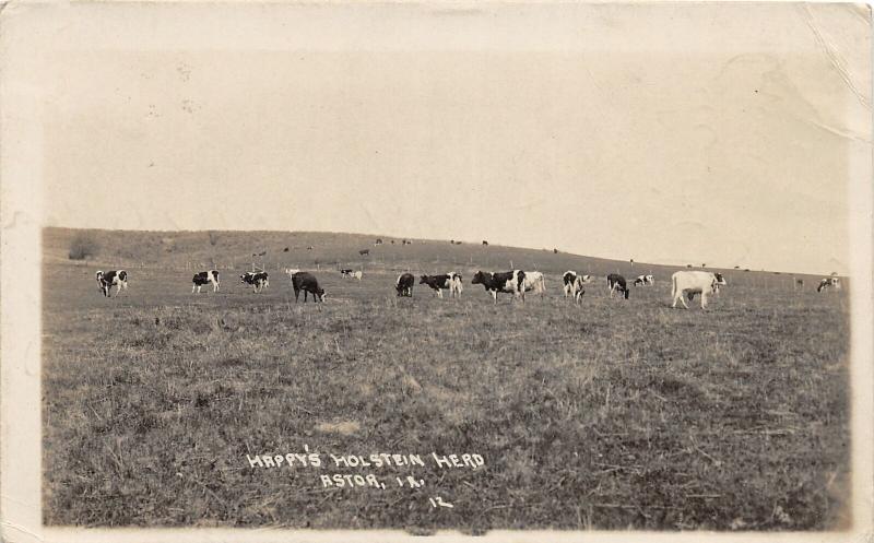 F35/ Astor Iowa RPPC Postcard 1917 Happy Holstein Herd Cows