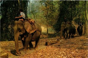 CPM AK THAILAND Well Trained Elephants working in Teak-Wood Forest (345364)