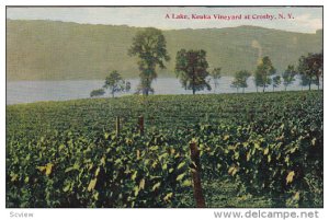 A Lake, Keuka Vineyard at Crosby, New York, PU-1914