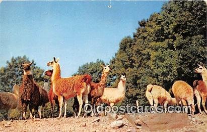 Catskill, NY, USA Herd of Llamas Unused 