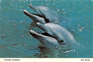 Friendly Dolphins Sea World, Orlando, Florida, USA Unused 