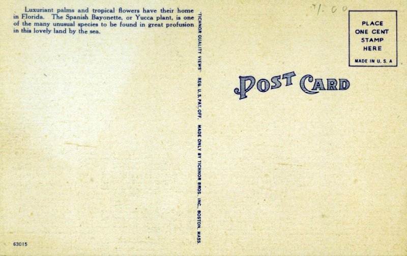 [ Linen ] US Florida - Spanish Bayonettes Along The Florida Coast