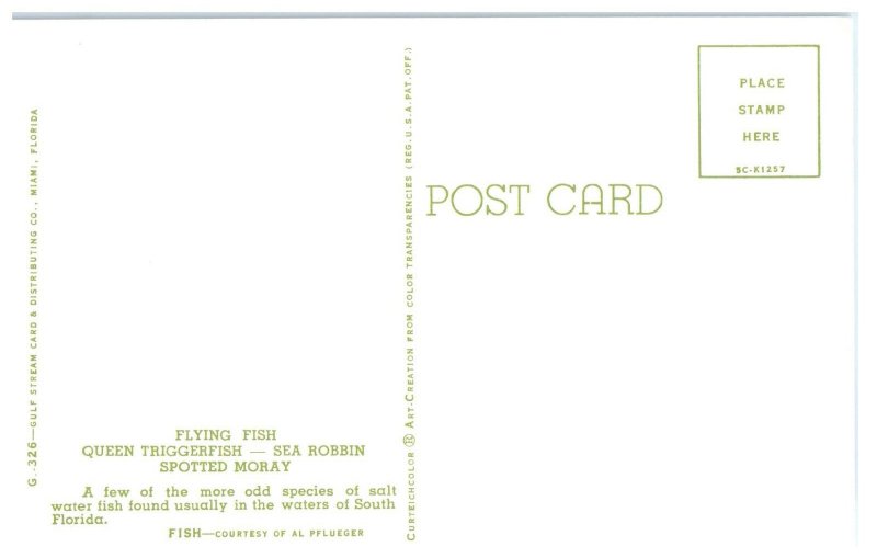 Flying Fish Queen Triggerfish Sea Robbin Spotted Moray Florida Postcard