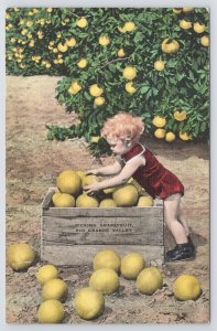 Linen~Child Picking Grapefruit Out Of Basket In Rio Grande Valley TX~PM 1941 PC