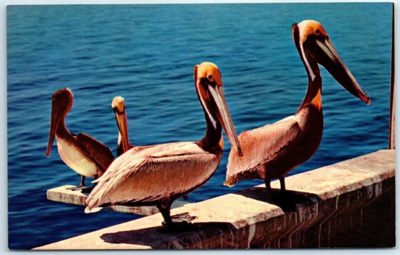 M-36175 Pelicans Recognized as the Louisiana State Bird