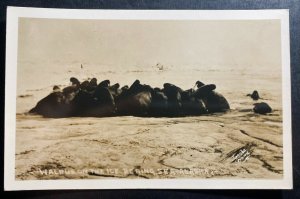 Mint USA Real Picture postcard Walrus On The Ice Be Ring Sea Alaska