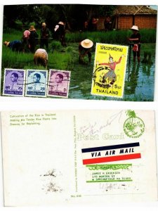 CPM AK THAILAND-Cultivation of the rice-Making the Tender rice plants (335959)