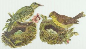 1880's Lovely Die Cut Birds w/ Nest & Eggs Victorian Cards Lot of 2 Z55