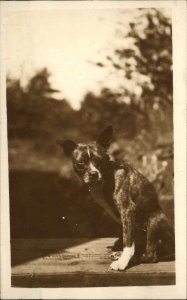 Sweet Cute Pitbull Terrier Dog Spotty c1910 Amateur Real Photo Postcard