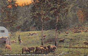 Douglas Wyoming Box Elder Creek Sheep Camp Vintage Postcard AA41453