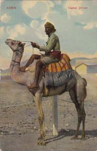 Yemen Aden Caamel Driver