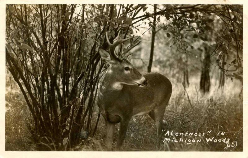 MI - Deer in the Woods.  *RPPC