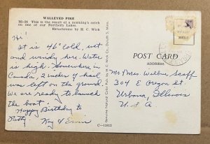 USED POSTCARD - WALLEYED PIKE FROM NORTHERN LAKES