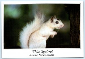 BREVARD, North Carolina NC ~ WHITE SQUIRREL Transylvania County 4x6 Postcard