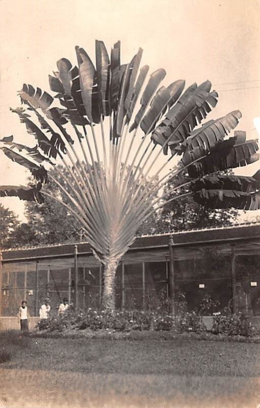 Travellers Palm, Botanical Gardens Saigon Vietnam, Viet Nam Writing on back 