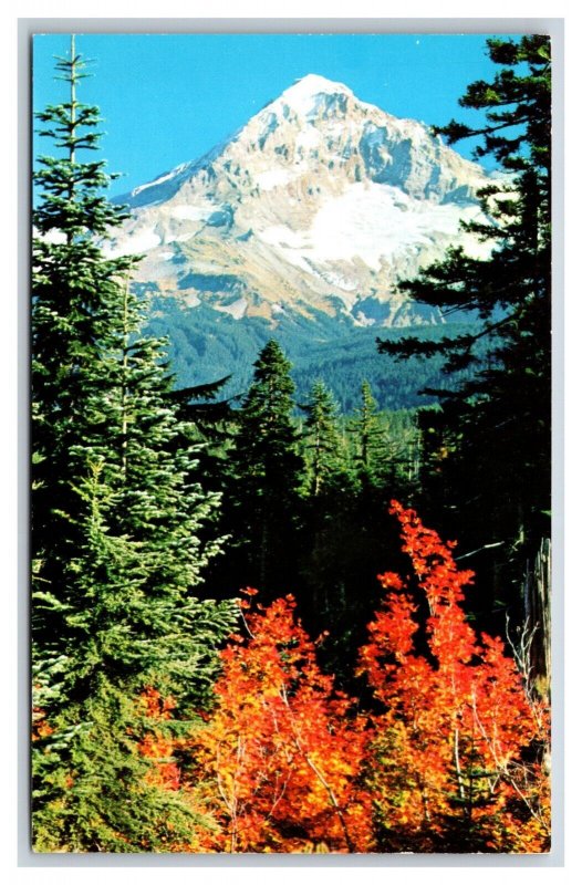 Mt Hood From Lolo Pass Oregon OR UNP Chrome Postcard C20