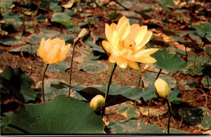 Flowers Mississippi Lotus Lily 1964