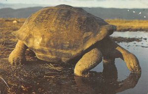 Sea Turtle Turtles Unused 