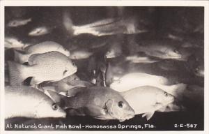 Florida Homosassa Springs Fish At Nature's Giant Fish Bowl Real Photo