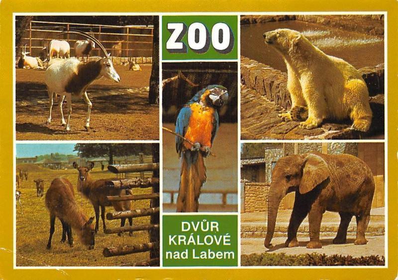 Czech R Zoo Dvur Kralove Nad Labem Voduska Jelenovita Elephant Bear Parrot Hippostcard