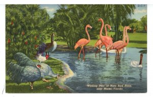 FL - Miami. Rare Bird Farm, Flamingos in  Wading Pool
