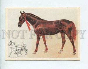 3087743 Russian trotter Breed HORSE old Russian Color Card