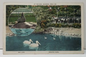 Madison Wisconsin,  At The Zoo Sea Lion Aquatic Foul to York Pa Postcard C10