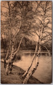 1910's Trees Beside Lake Peaceful Place Scenic Picturesque View Posted Postcard