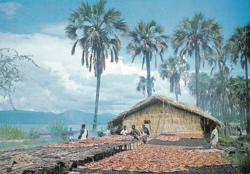 Smoked Dry Fish At Malawi African Postcard