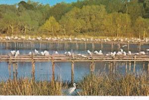 Louisiana Avery Island Bird Sanctuary In Jungle Gardens