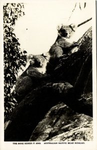 australia, The Koala, Australian Native Bear, Rose Series RPPC Postcard