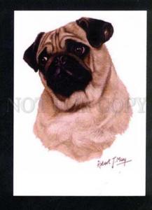 036196 Charming PUG. Mops. Modern Lovely PC