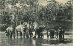 PC CEYLON - SRI LANKA, SACRED ELEPHANTS KANDY, Vintage Postcard (b37632)