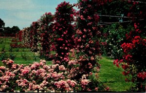 Rhode Island Providence Roger Williams Park Rose Garden