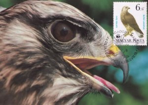 Rough Legged Buzzard Hungary Stamp First Day Cover Postcard