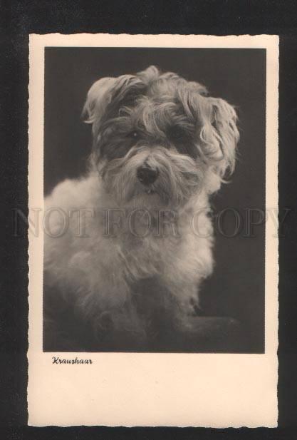 070278 KRAUSHAAR Fluffy PUPPY Dog Vintage PHOTO