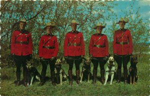 Royal Canadian Mounted Police with their Trained German Shepherds Vtg Postcard