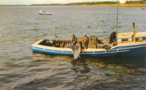 Wedgeport Nova Scotia Canada Tuna Fishing, Fisherman w/BigTuna  1950s Postcard